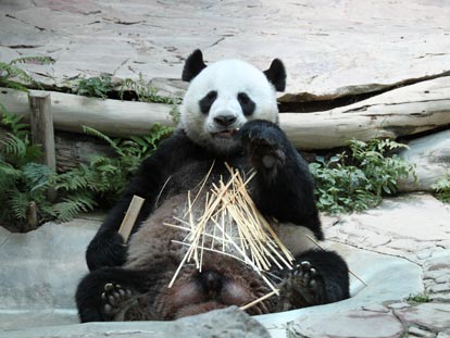 Panda eating at Chiang Mai Zoo