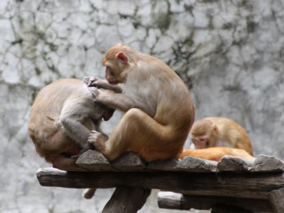 Gibbons grooming each other at Chiang Mai Zoo