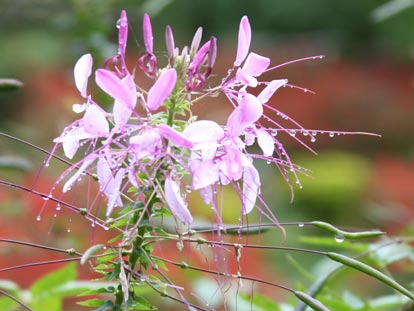 Dok Khoon Siang Khaen Flower Festival