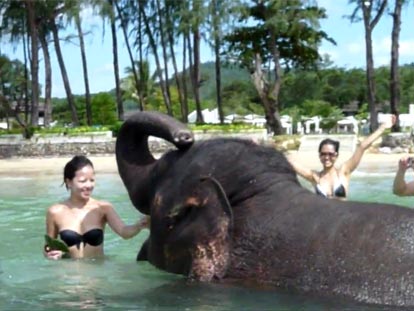 Swimming with elephants in Krabi