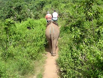 An elephant ride in Phang Nga, Thailand